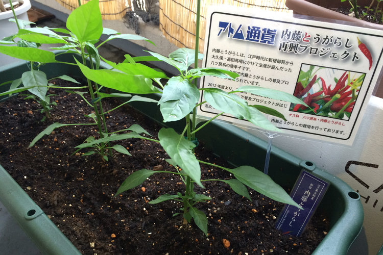 新宿地域で昔栽培されていた内藤とうがらしの画像です。